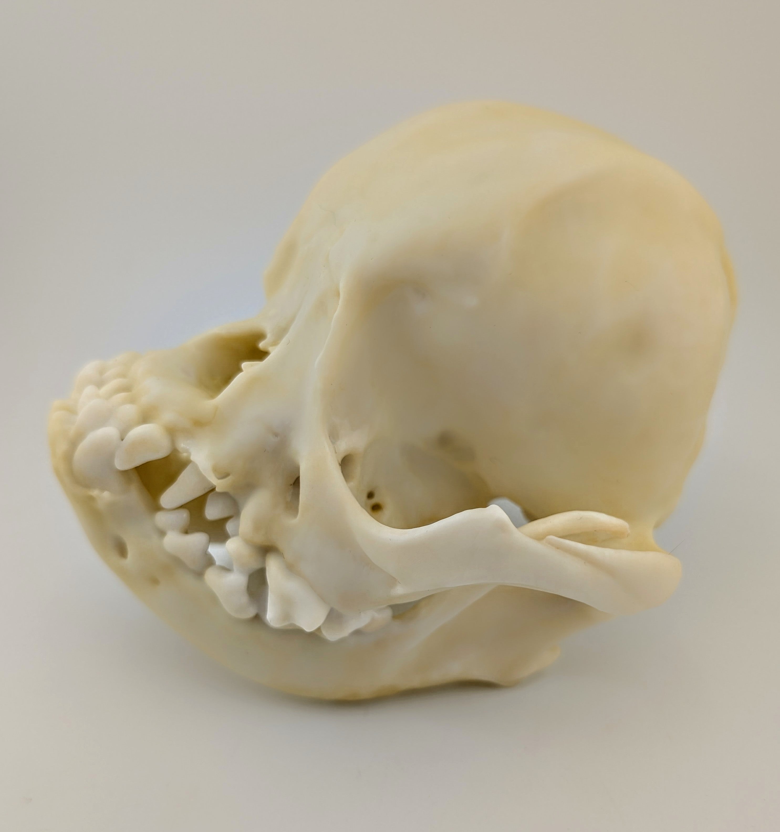Museum quality Pug skull replica