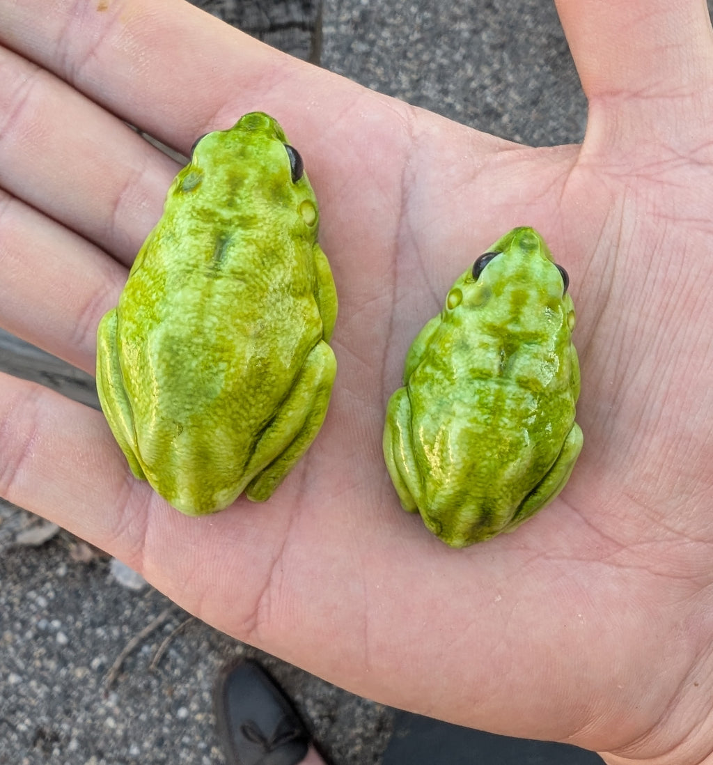 Green Tree frog pin