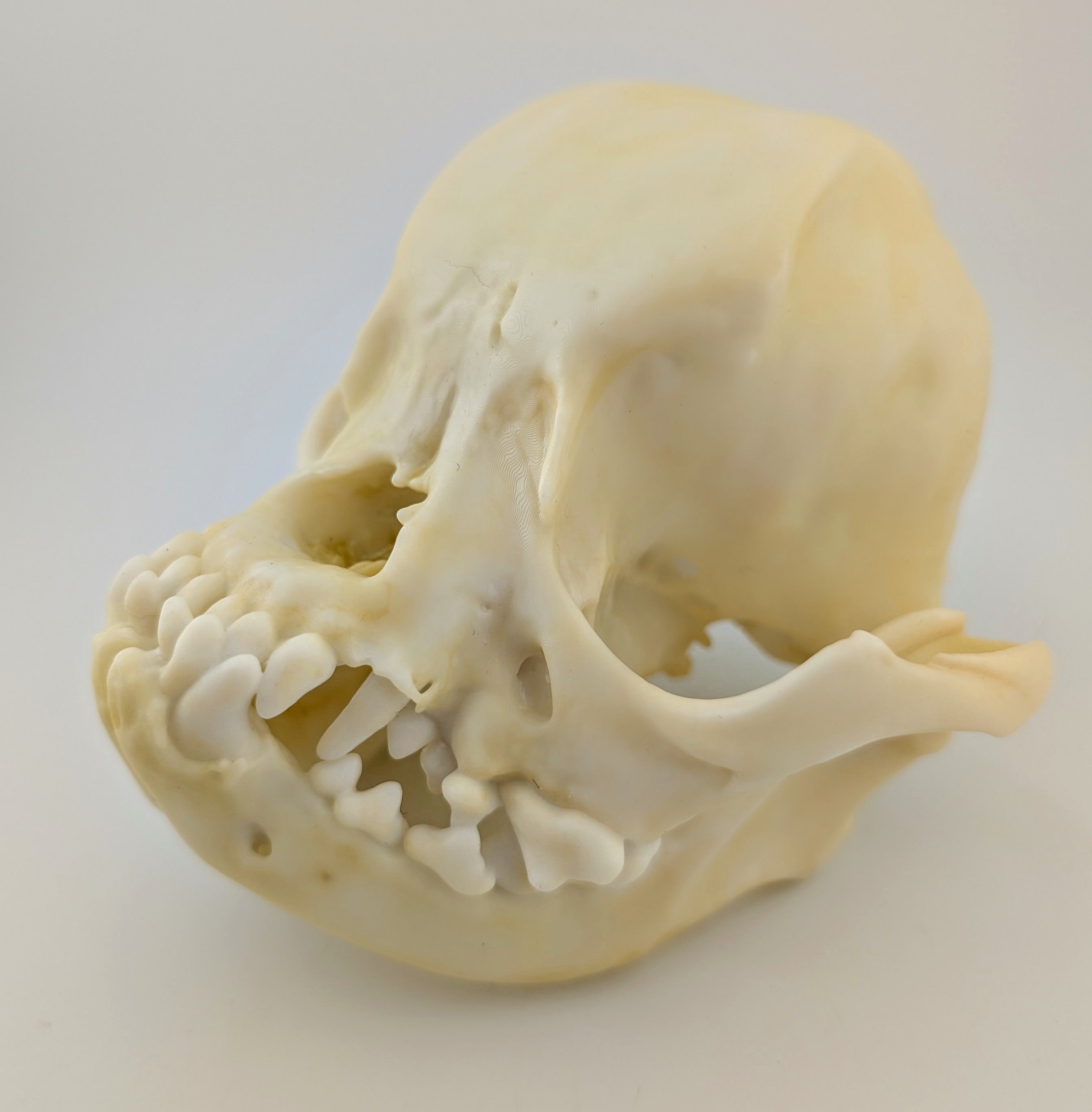 Museum quality Pug skull replica